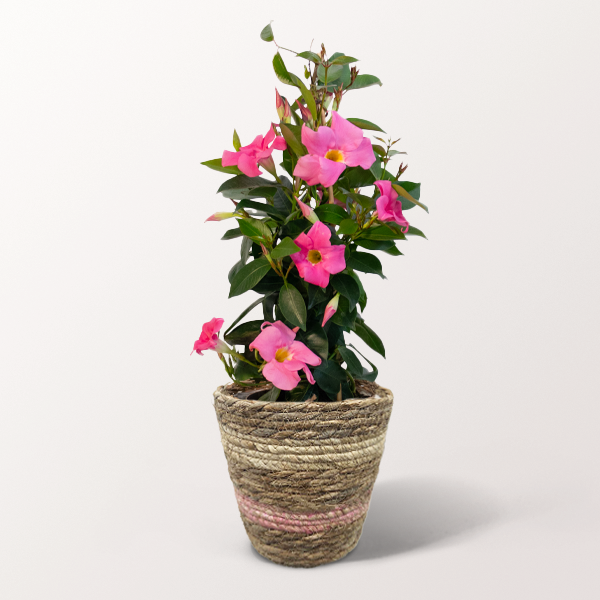 Dipladenia Pyramide in einem Körbchen für 28,99 €