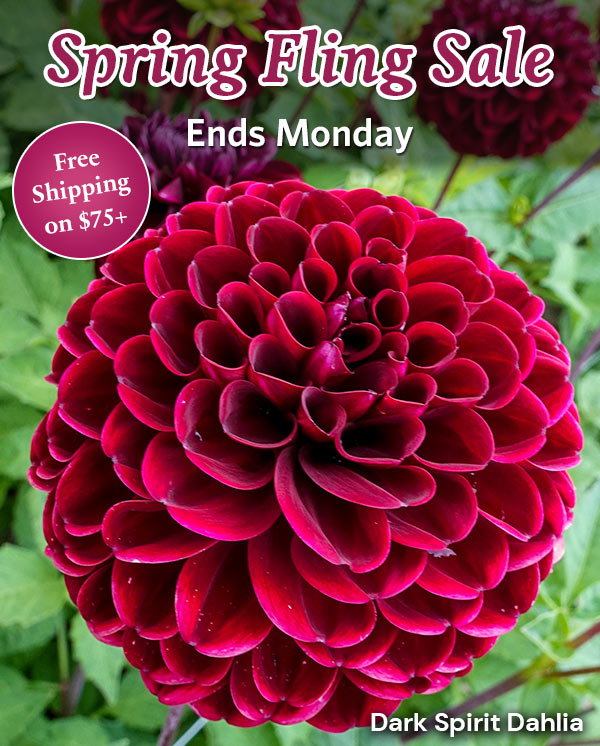 Flash Sale! Free Shipping on $75+ Sale Category