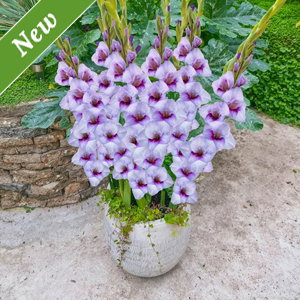 Tina Dwarf Gladiolus