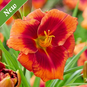Frank Smith Reblooming Daylily