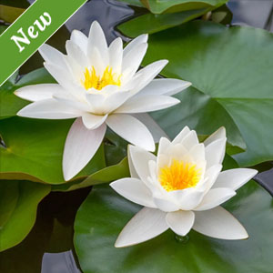 Virginalis Water Lily