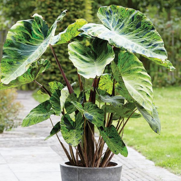 Image of Mojito Elephant Ear