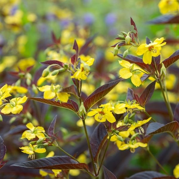 Image of Purple Lance - Leaved Loosestrife