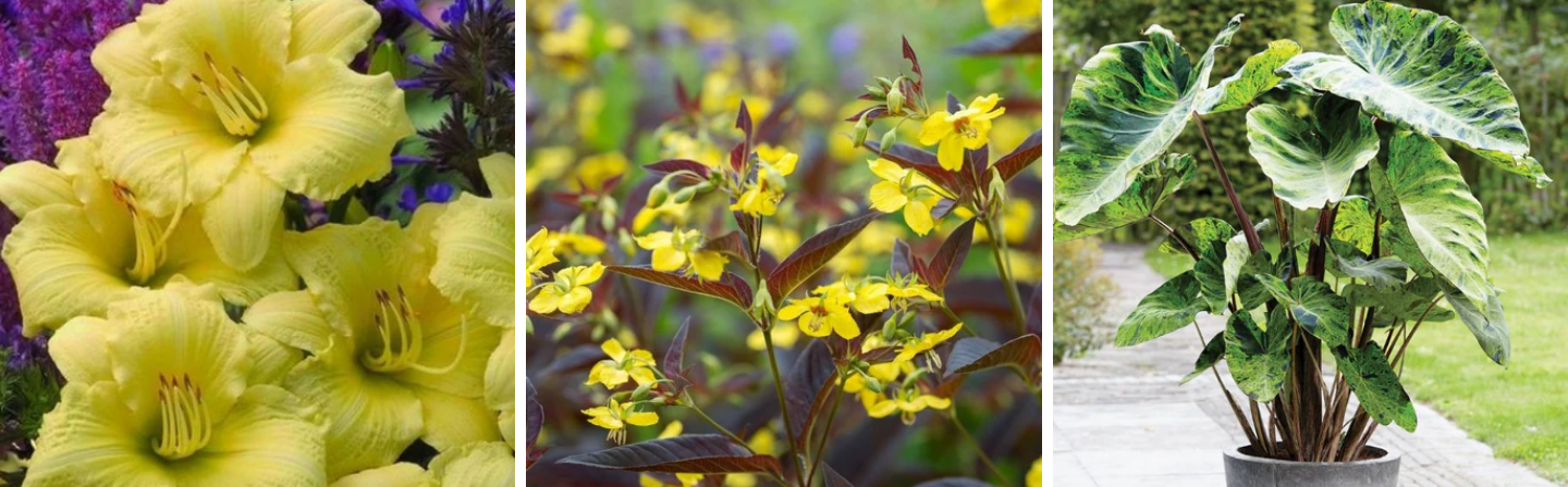 3 plants featured in garden scenes.