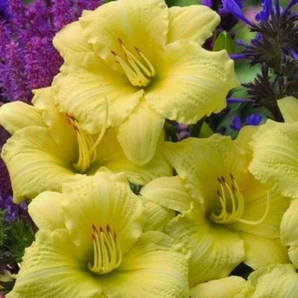 Image of Rainbow Rhythm® Going Bananas Daylily