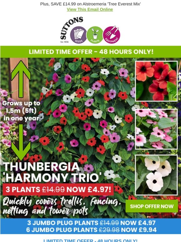 Super Speedy Climber - 3 plants for £4.97!