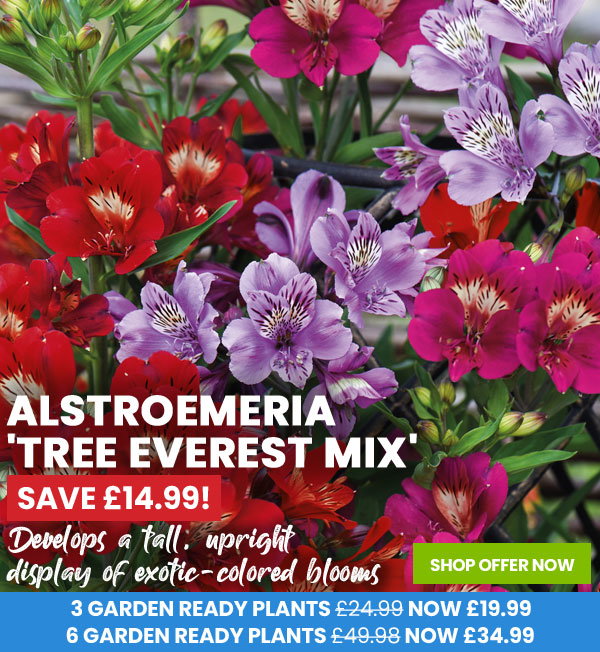 Alstroemeria 'Tree Everest Mix'