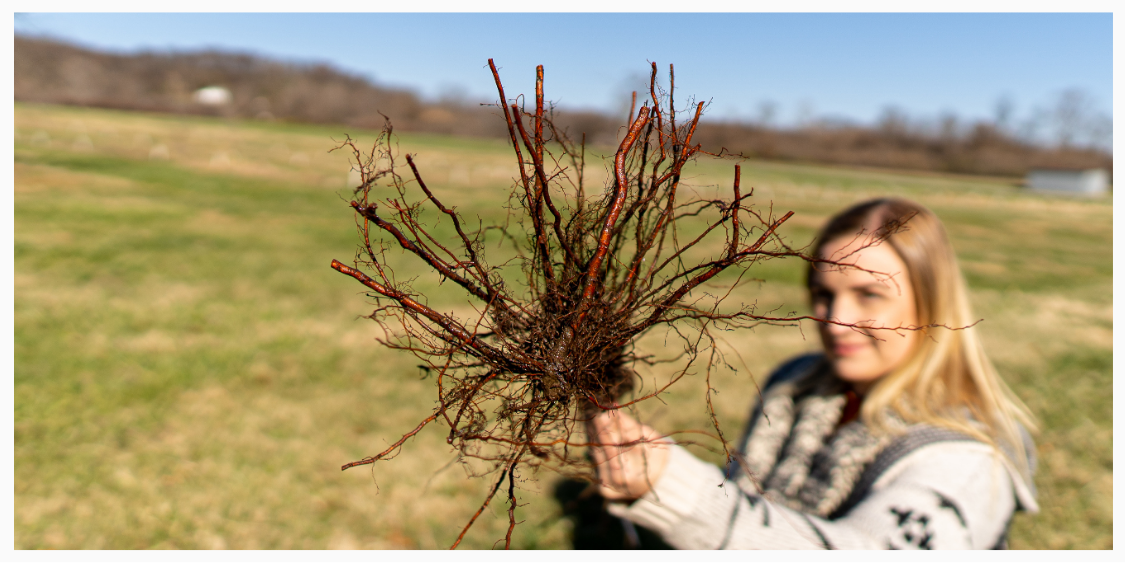 How to plant bare-root