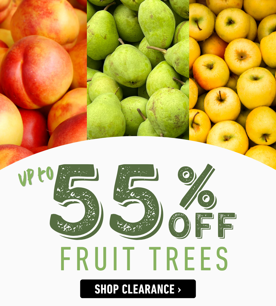 Shop Fruit Trees