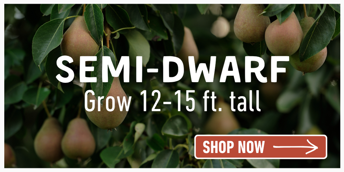 Shop Semi-Dwarf Trees