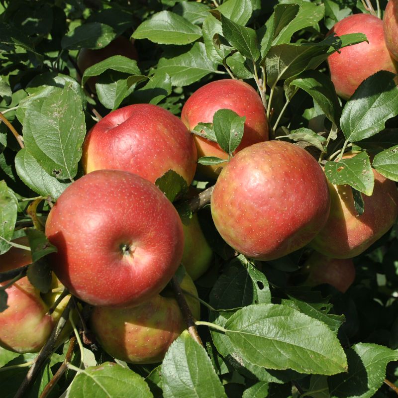 Image of Honeycrisp Apple