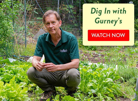 Dig In Episode 8: The Berries and the Bees