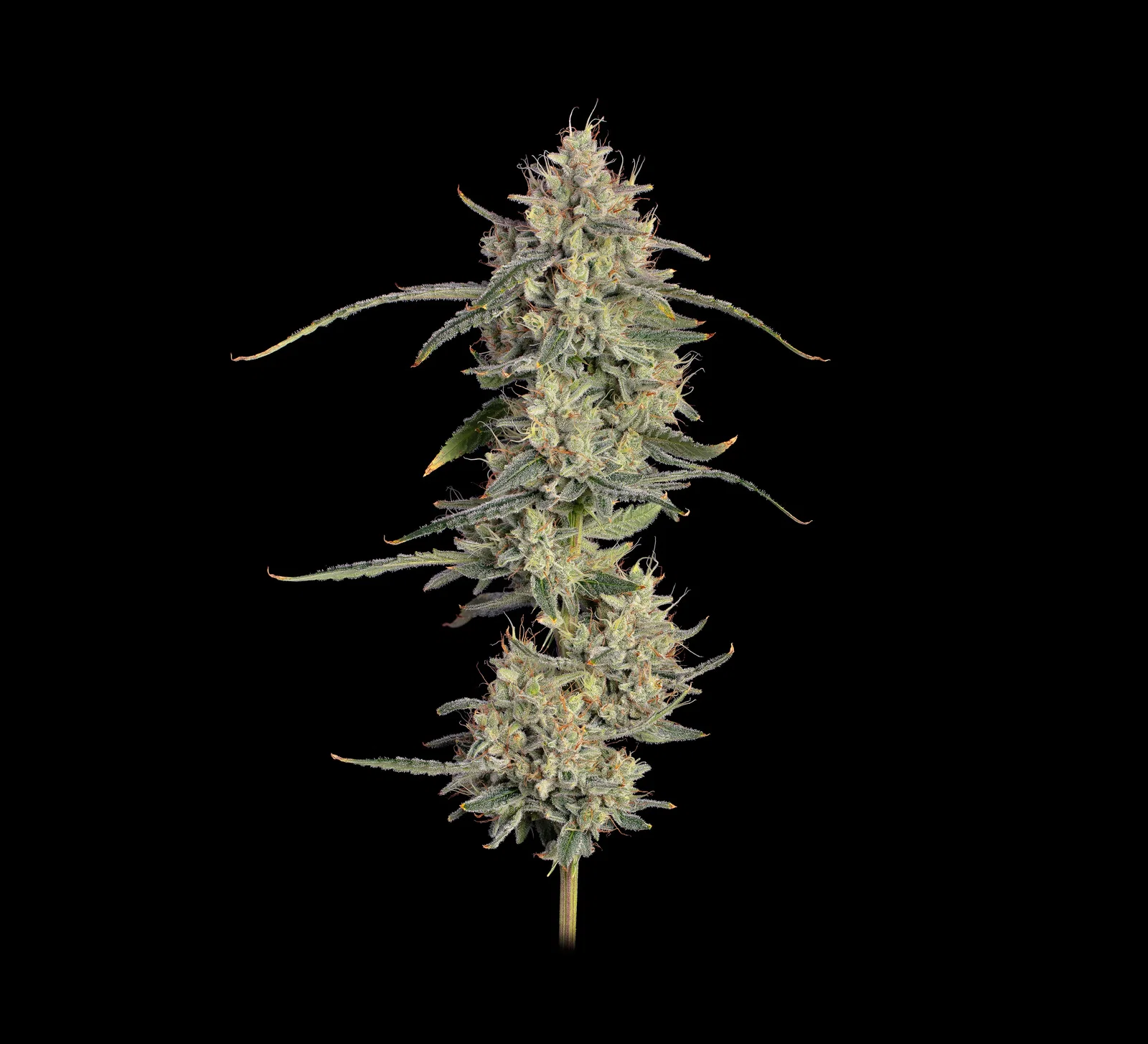 Image of Chem Cookies Auto Feminized Seeds
