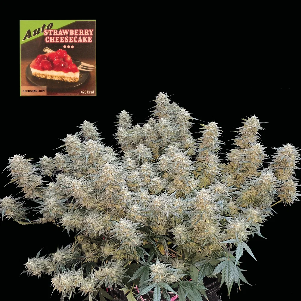 Image of Strawberry Cheesecake Auto Feminized Seeds