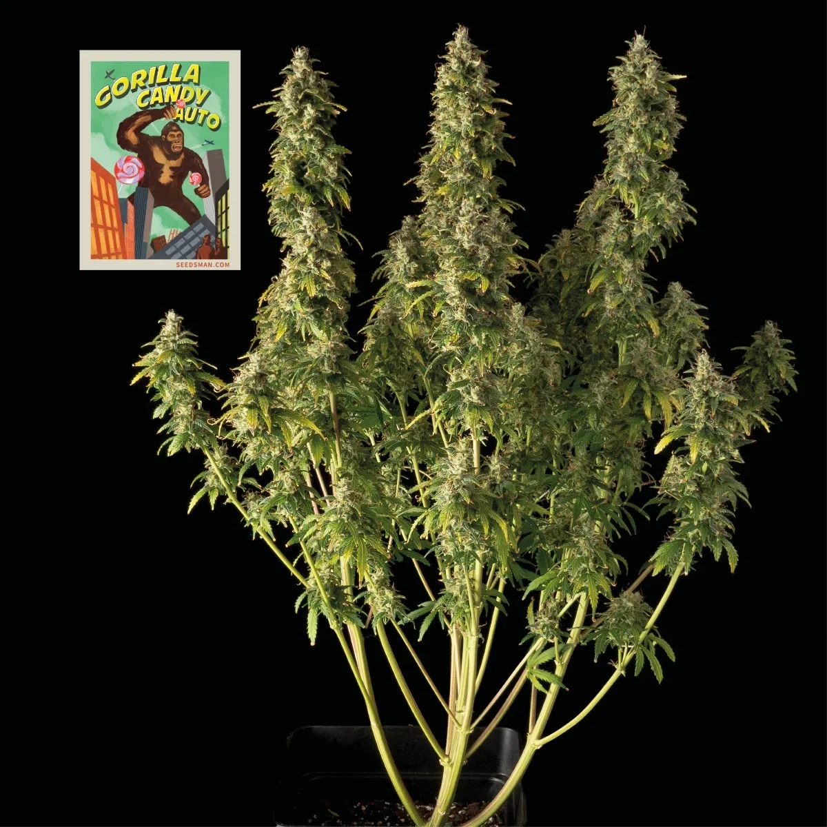 Image of Gorilla Candy Auto Feminized Seeds
