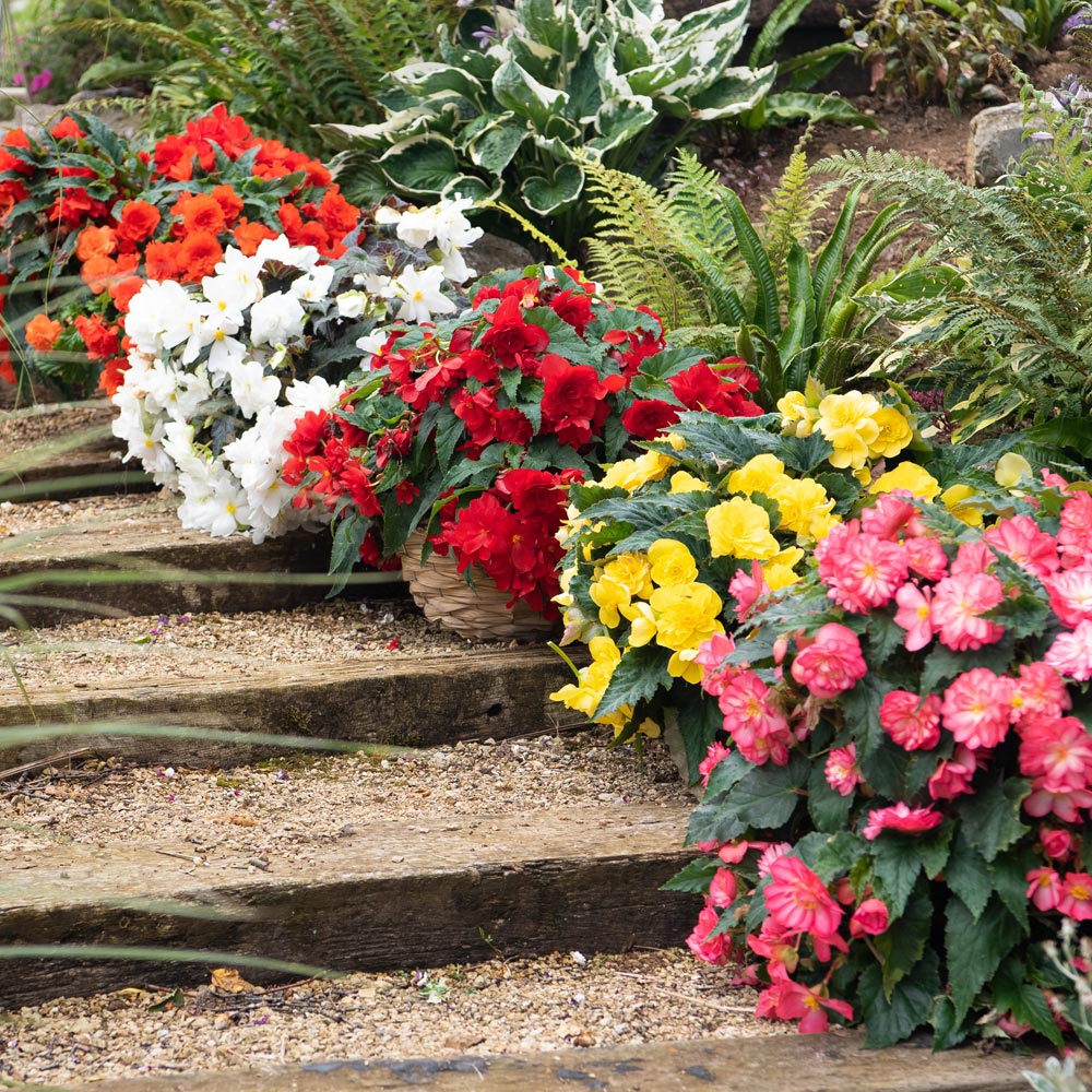 Begonia 'Nonstop Joy Mix'
