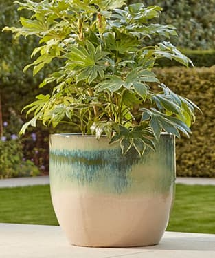 Celine Large Glazed Plant Pot