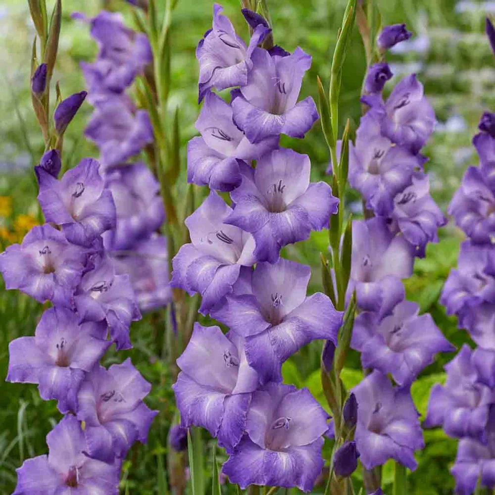 Gladiolus Performer