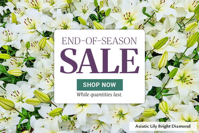 End of season sale