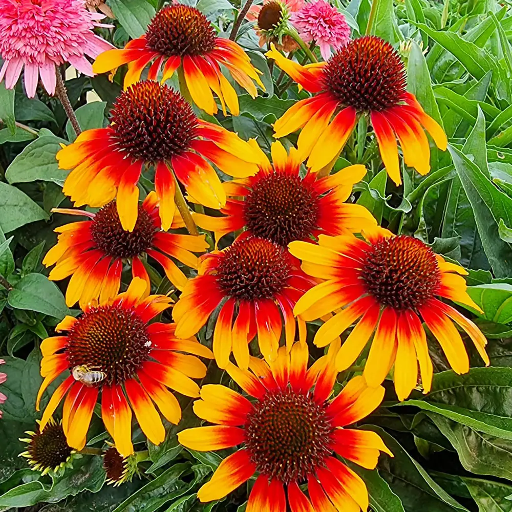 Coneflower Parrot