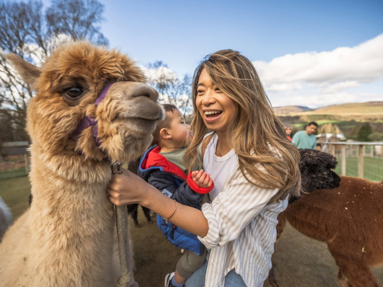 Alpaca Trekking at Crieff Hydro