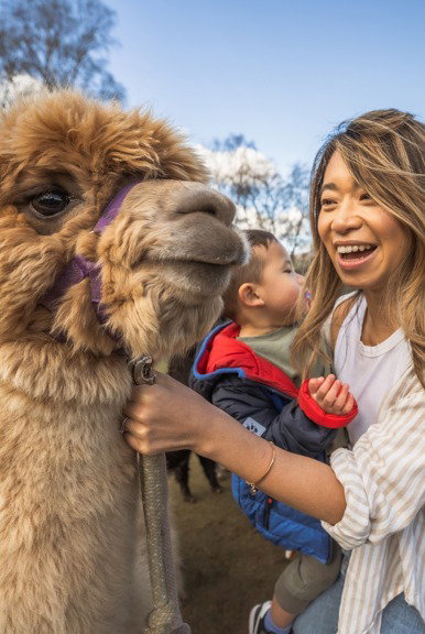 Alpaca Trekking at Crieff Hydro