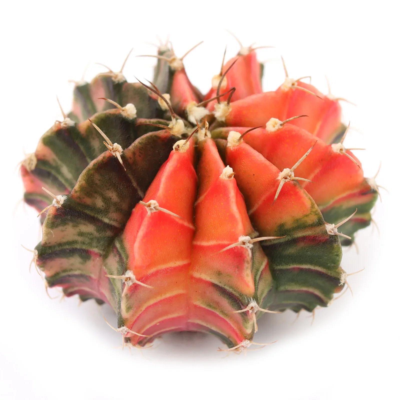 Image of Gymnocalycium mihanovichii f. variegata 'Variegated Moon Cactus'