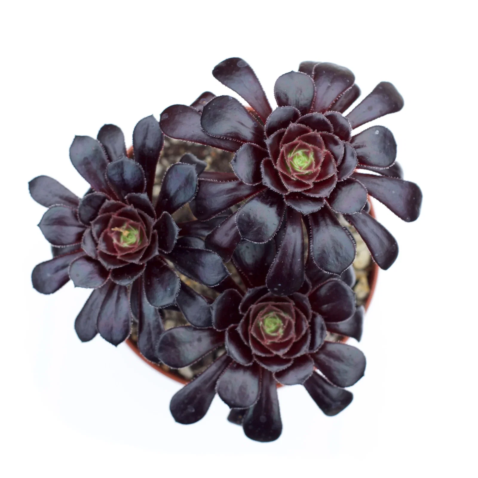 Image of Aeonium arboreum 'Black Rose'