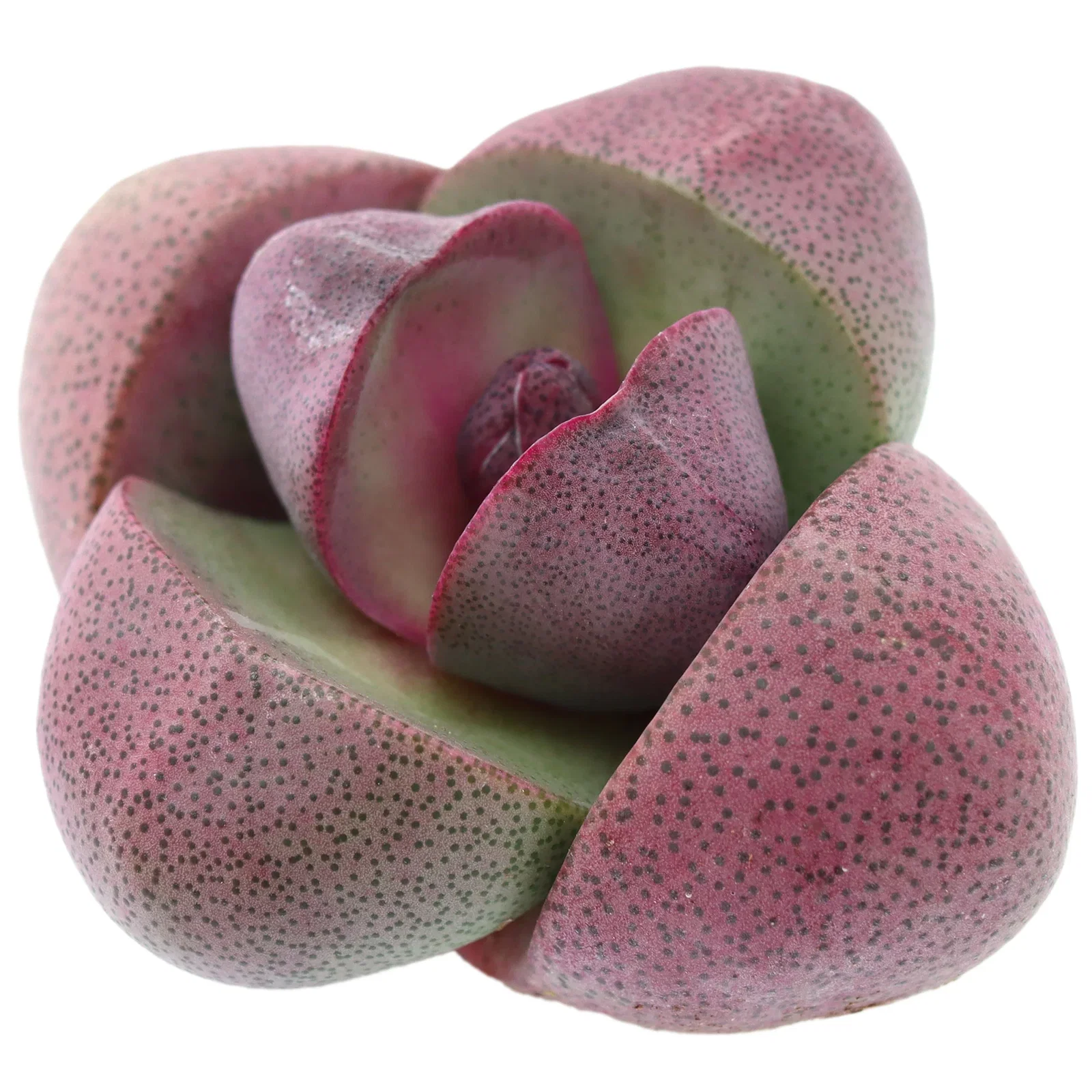 Image of Pleiospilos nelii 'Royal Flush' Split Rock