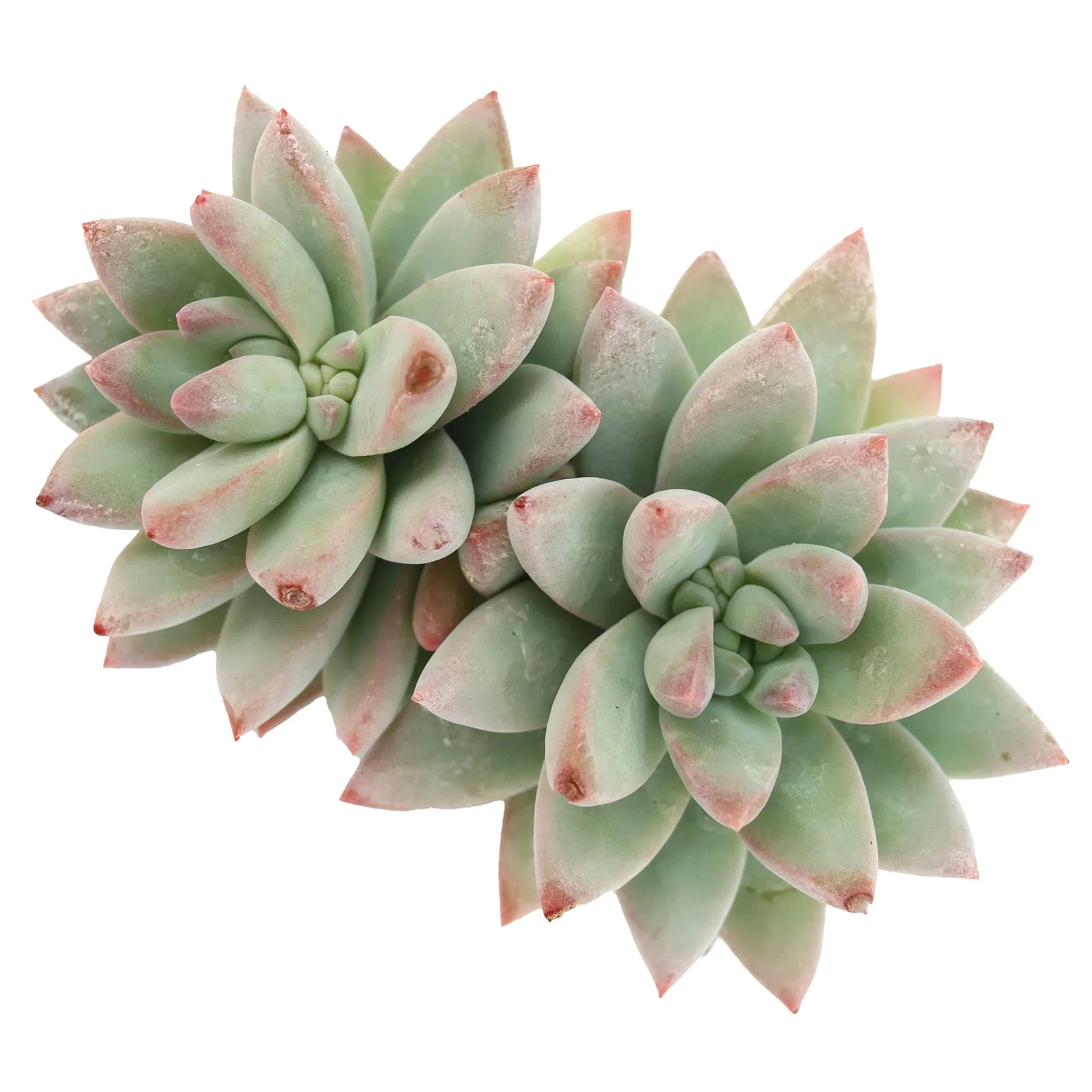 Image of Sedeveria 'Blue Burrito'