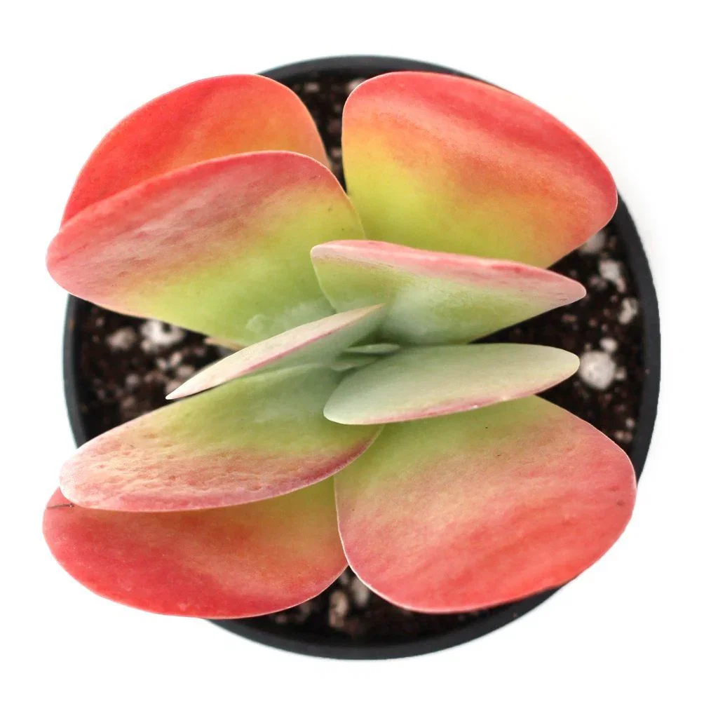 Image of Kalanchoe luciae 'Flapjacks'