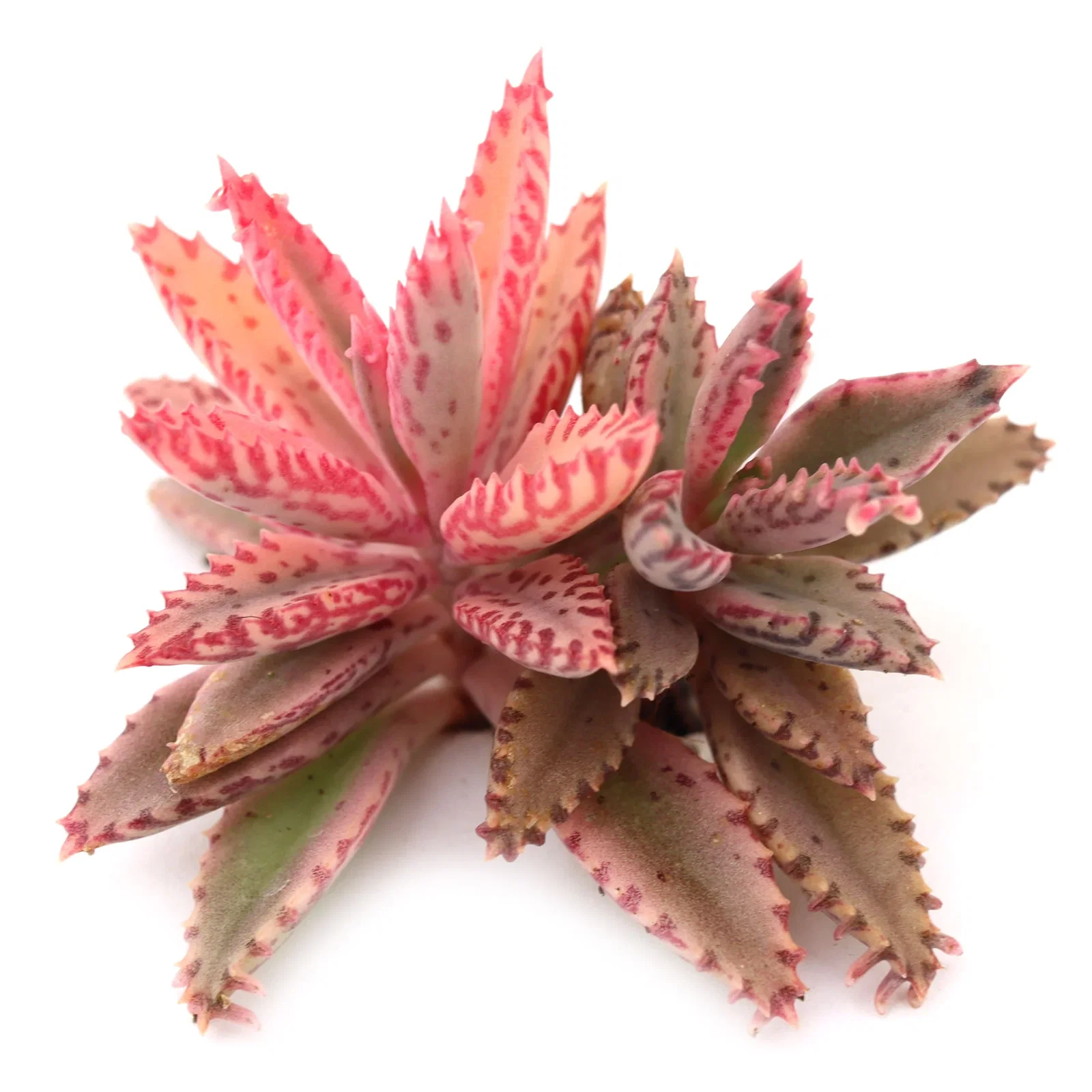 Image of Kalanchoe 'Pink Butterflies'