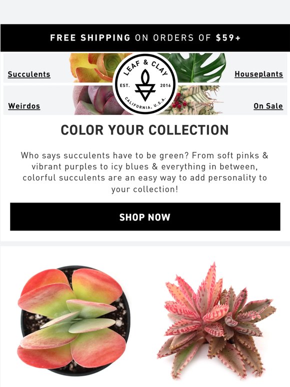 Plants Don't Have To Be Green 🌈