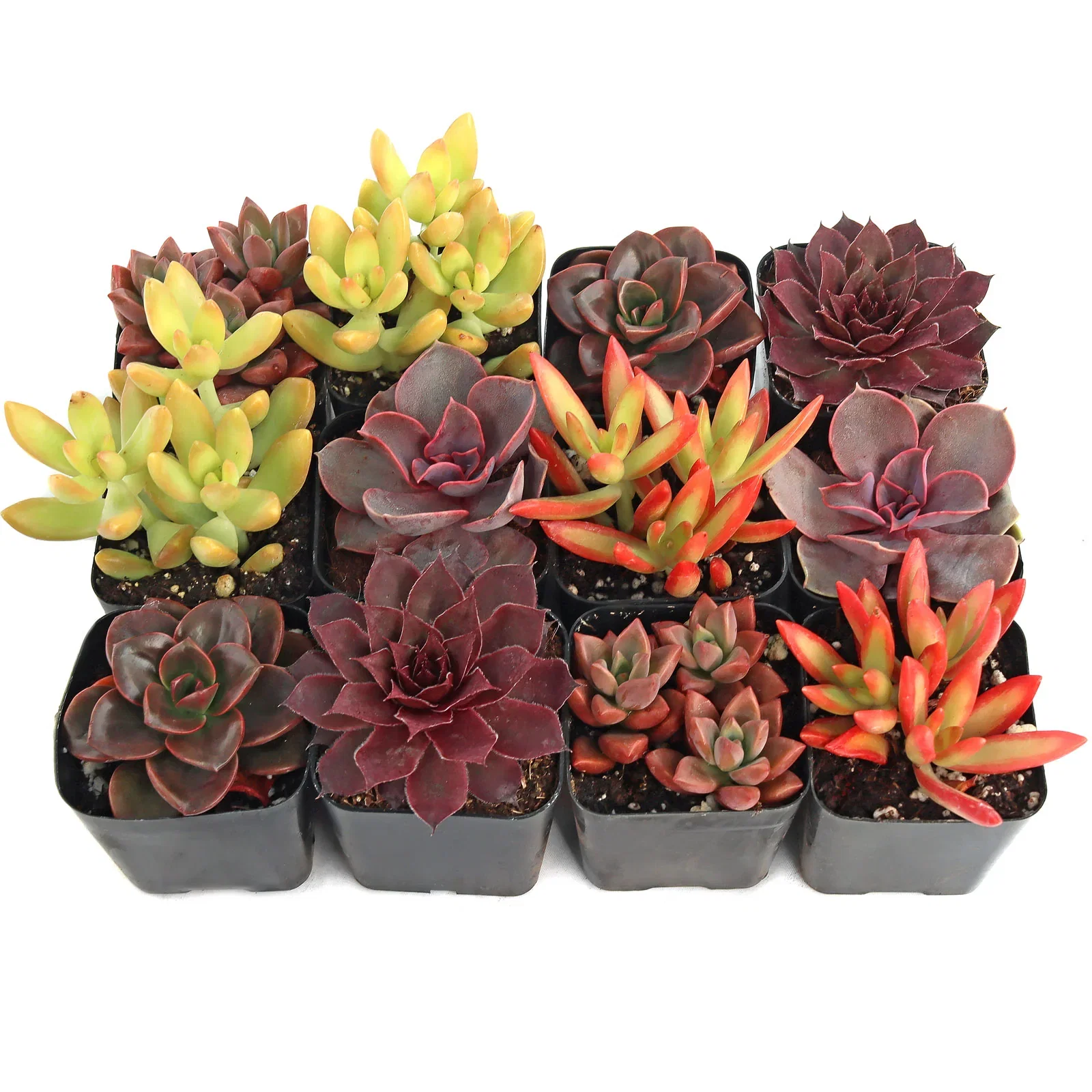 Image of Colorful Succulent Pack (6-12 Plants, 2" Pots)