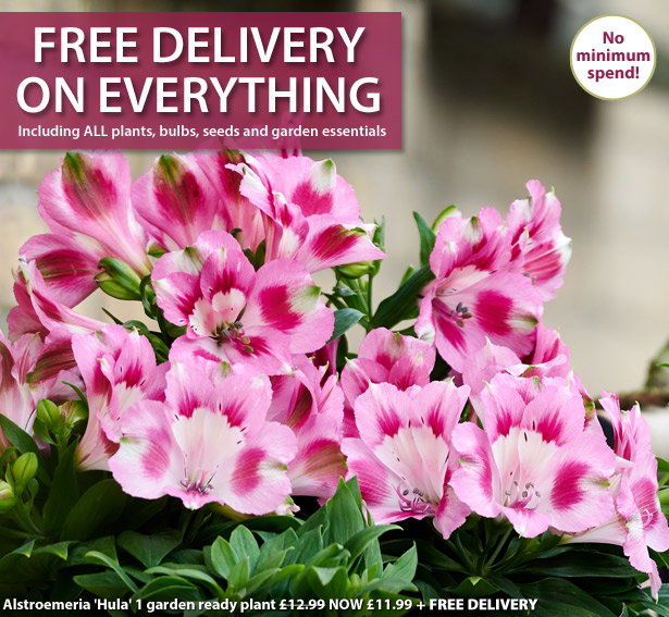 Free Delivery