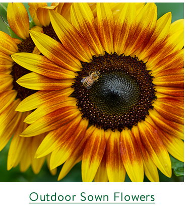 Direct Sown Fowers