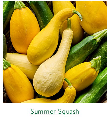 Summer Squash