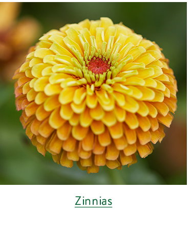 Zinnia Seeds & Plants