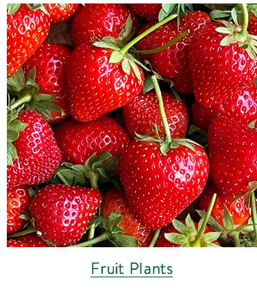 Fruit and Berry Plants