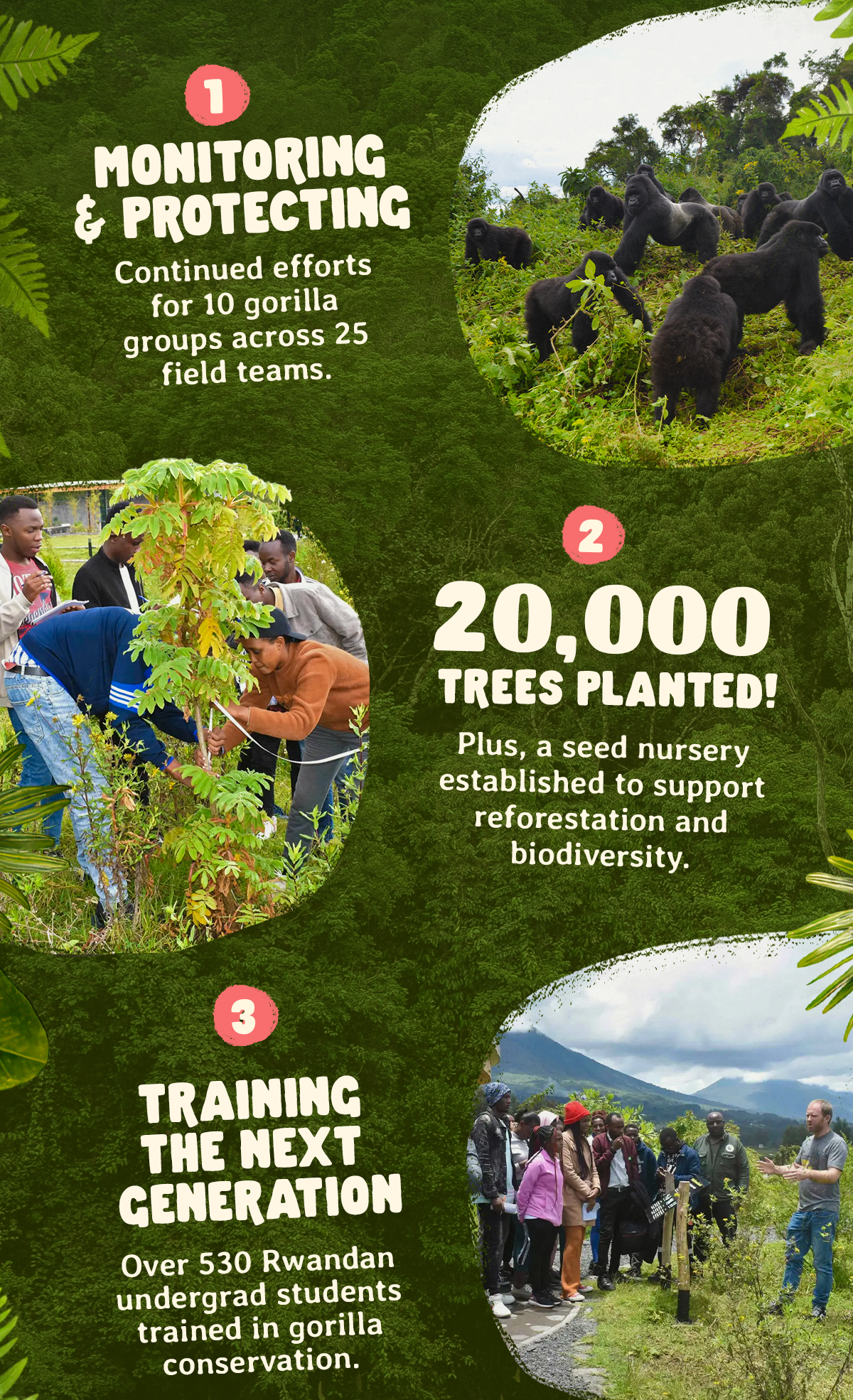 Over 530 Rwandan undergrad students trained in gorilla conservation. Your impact matters!