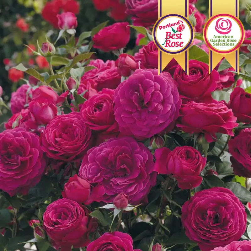 WOW!® Celestial Night® Floribunda Rose
