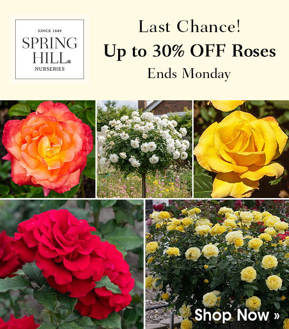 Up to 40% OFF Roses!