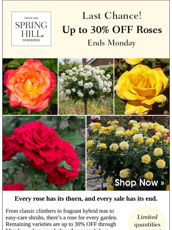 Save up to 30% on Roses—Ends This Weekend!