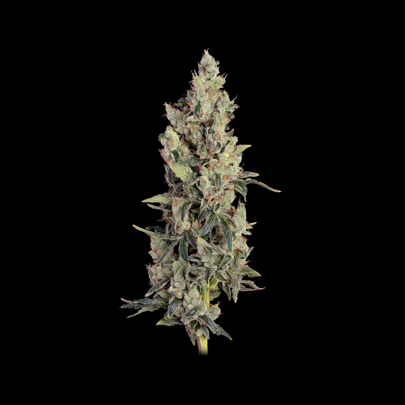 Image of Thai Cookies Auto Feminized Seeds