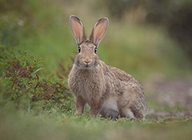 Je beschermt niet alleen de natuur in Nederland, maar je ontvangt ook een welkomstpakket.