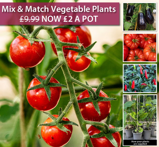 Mix & Match Veg Plants