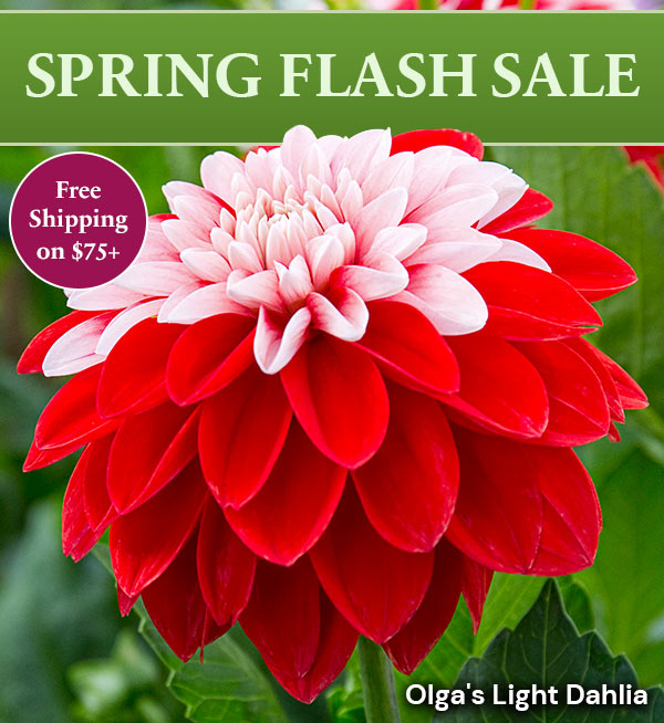 Free Shipping on $75+ Sale Category