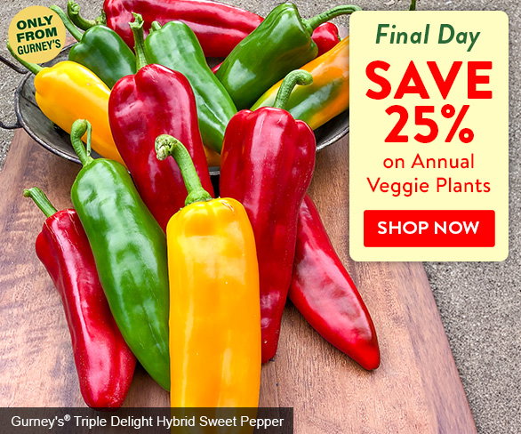 Save 25% on Annual Veggie Plants