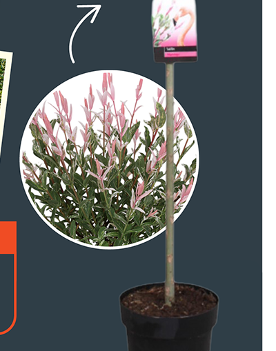 Salix Integra Flamingo Plant - Pink