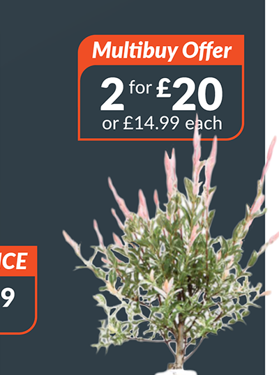 Salix Integra Flamingo Plant - Pink. 2 for £20, or £14.99 each